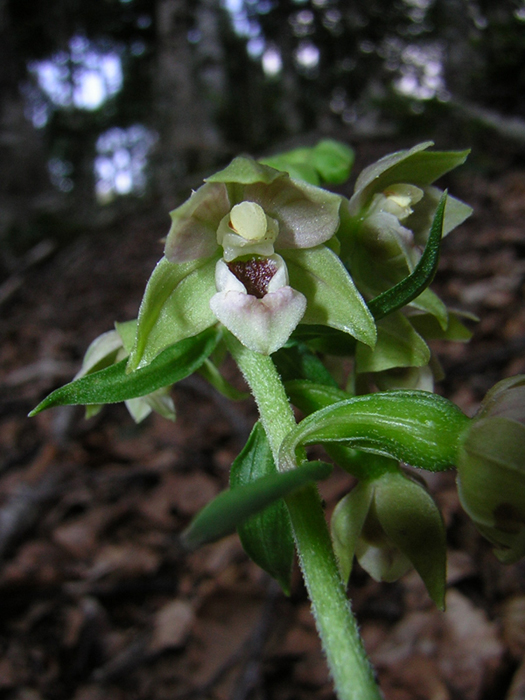 Epipactis laziali